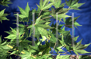 Picture of Acer palmatum (Amoenum Group) 'O sakazuki Aureum'