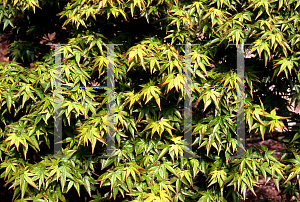 Picture of Acer palmatum 'Oto hime'