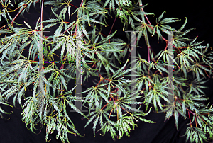 Picture of Acer palmatum (Dissectum Group) 'Pendulum Angustifolium'