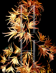 Picture of Acer palmatum (Dissectum Group) 'Red Autumn Lace'