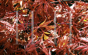 Picture of Acer palmatum (Dissectum Group) 'Red Autumn Lace'