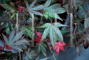 Picture of Acer palmatum (Matsumurae Group) 'Red Crusader'