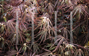 Picture of Acer palmatum (Dissectum Group) 'Red Dragon'