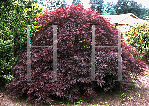 Picture of Acer palmatum (Dissectum Group) 'Red Dragon'