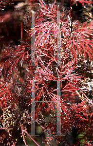 Picture of Acer palmatum (Dissectum Group) 'Red Filigree Lace'