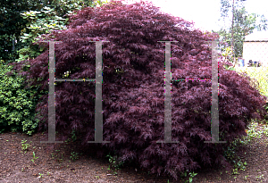 Picture of Acer palmatum (Dissectum Group) 'Red Filigree Lace'