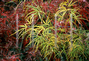 Picture of Acer palmatum(Linearilobum Group) 'Red Pygmy'