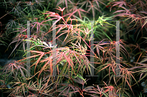 Picture of Acer palmatum(Linearilobum Group) 'Red Pygmy'