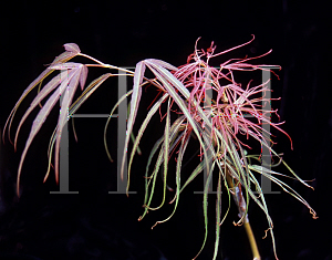 Picture of Acer palmatum(Linearilobum Group) 'Red Spider'