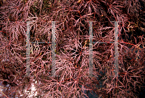 Picture of Acer palmatum (Dissectum Group) 'Beni komo-no-su (Red Spider Web)'