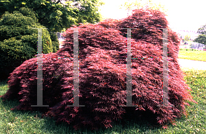 Picture of Acer palmatum (Dissectum Group) 'Red Strata'