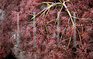 Picture of Acer palmatum (Dissectum Group) 'Rila's Red'