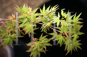 Picture of Acer palmatum 'Roseomarginatum'