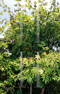 Picture of Acer palmatum (Amoenum Group) 'Versicolor (Argenteovariegatum)'