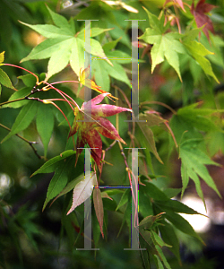 Picture of Acer palmatum (Amoenum Group) 'Versicolor (Argenteovariegatum)'
