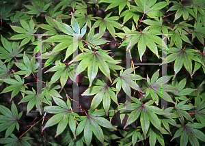 Picture of Acer palmatum (Amoenum Group) 'Rubrum'