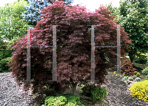 Picture of Acer palmatum (Dissectum Group) 'Ruby Lace'