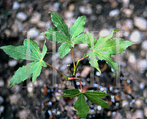 Picture of Acer palmatum (Matsumurae Group) 'Rugose'