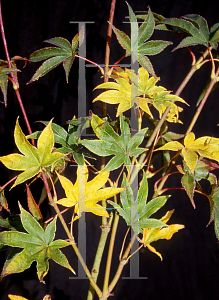 Picture of Acer palmatum 'Shigarami (Saku)'