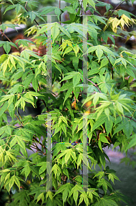Picture of Acer palmatum (Amoenum Group) 'Saoshika'
