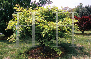 Picture of Acer palmatum (Amoenum Group) 'Saoshika'