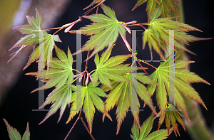 Picture of Acer palmatum (Matsumurae Group) 'Sazanami'