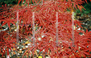 Picture of Acer palmatum(Linearilobum Group) 'Scolopendrifolium'