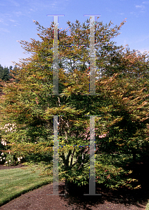 Picture of Acer palmatum(Linearilobum Group) 'Scolopendrifolium'