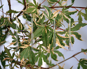 Picture of Acer palmatum (Matsumurae Group) 'Searle's Variegated'