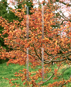 Picture of Acer palmatum 'Akaji nishiki (Bonfire)'