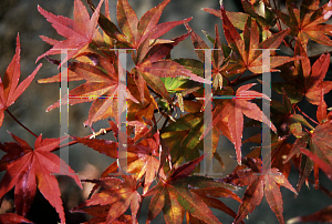 Picture of Acer palmatum 'Seigen Rubrum'
