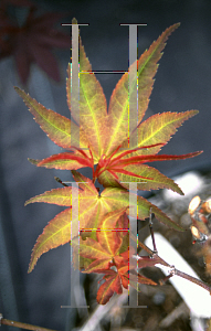 Picture of Acer palmatum 'Seigen Rubrum'