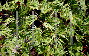 Picture of Acer palmatum (Dissectum Group) 'Sekimori'