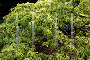 Picture of Acer palmatum (Dissectum Group) 'Sekimori'