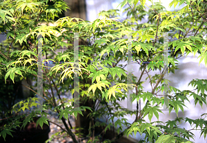 Picture of Acer palmatum (Amoenum Group) 'Shadow Selection'
