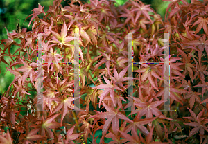 Picture of Acer palmatum 'Sharp's Pygmy'