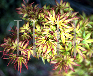 Picture of Acer palmatum 'Sharp's Pygmy'