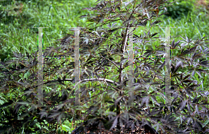 Picture of Acer palmatum (Dissectum Group) 'Sherwood Elfin'
