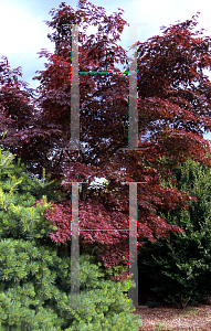 Picture of Acer palmatum (Matsumurae Group) 'Sherwood Flame'