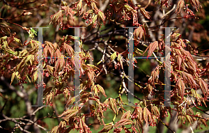 Picture of Acer palmatum (Matsumurae Group) 'Shime-no-uchi (Shichigosan)'