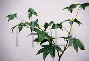 Picture of Acer palmatum 'Shigarami (Saku)'