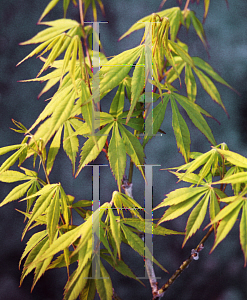 Picture of Acer palmatum (Matsumurae Group) 'Shigure bato'
