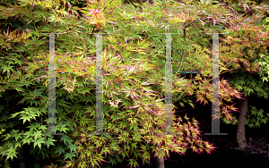 Picture of Acer palmatum (Matsumurae Group) 'Shigure bato'
