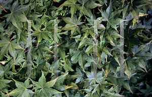 Picture of Acer palmatum (Matsumurae Group) 'Shigure zone (Shigure zono)'