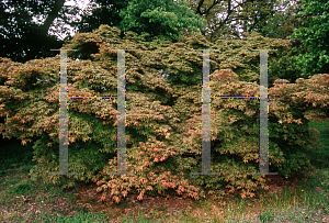 Picture of Acer palmatum (Matsumurae Group) 'Shigure zone (Shigure zono)'
