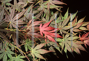 Picture of Acer palmatum (Matsumurae Group) 'Shikage ori nishiki'