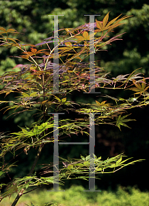 Picture of Acer palmatum (Matsumurae Group) 'Shikage ori nishiki'