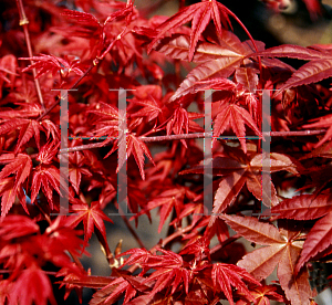 Picture of Acer palmatum 'Shin deshojo (Shinideshiojo)'
