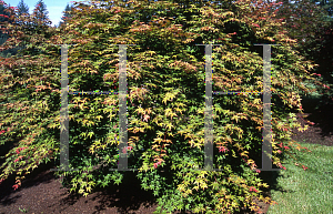 Picture of Acer palmatum 'Shin deshojo (Shinideshiojo)'