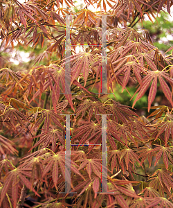 Picture of Acer palmatum (Matsumurae Group) 'Shiranamie'